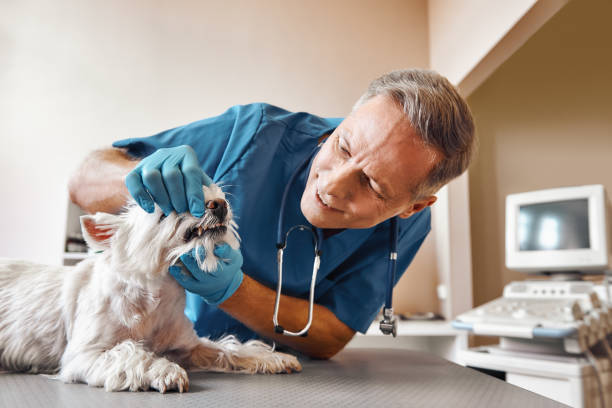 Best Emergency Care for Gum Disease in Madera Acres, CA